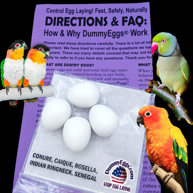 SMALL PARROT Plastic DummyEggs® with images of eggs, birds and directions